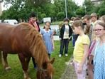 Na návštěvě kůň